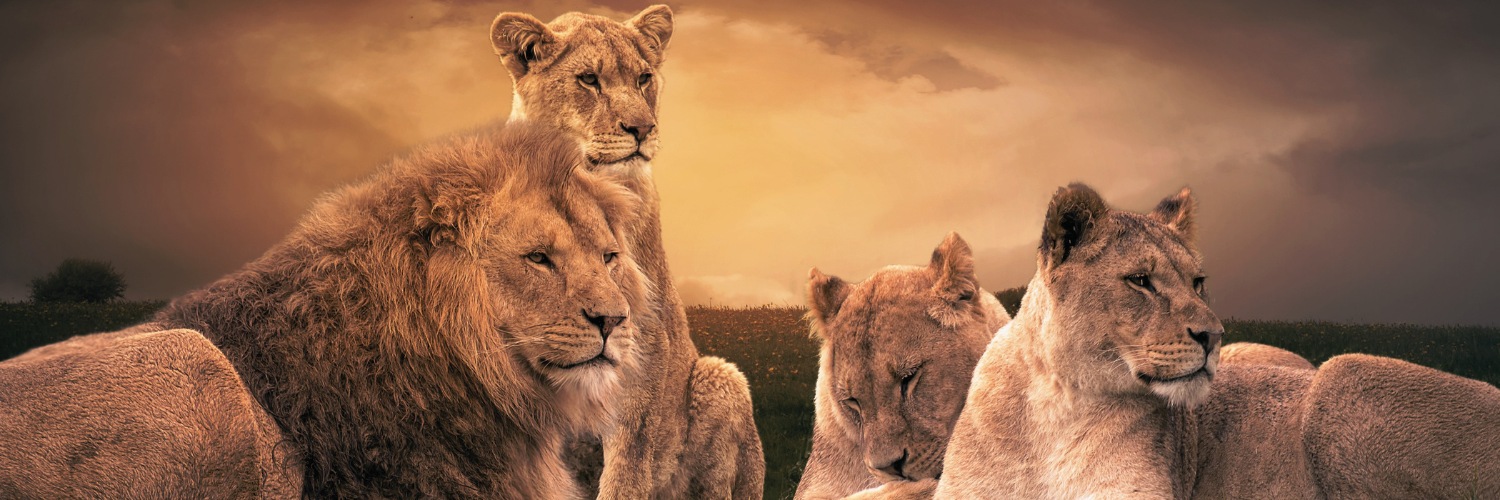 Lion Legal banner
