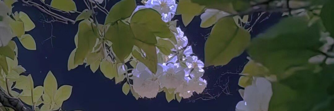 youyou8964's profile banner image