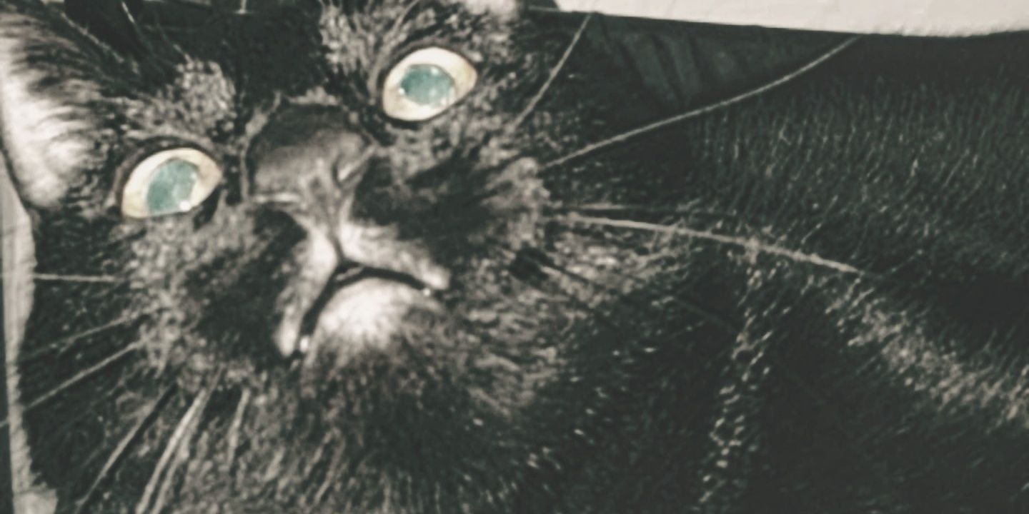 trashpandemic's profile banner image