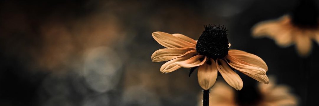 𝙳𝚊𝚙𝚑𝚗𝚎 𝚃𝚎𝚛𝚌𝚒𝚞𝚜 💀🖤 banner