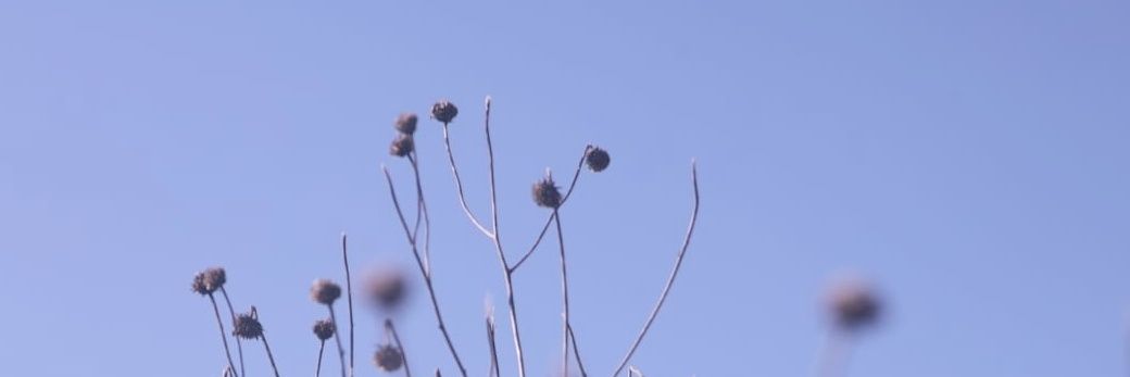 Emma Quiles-Fernández banner