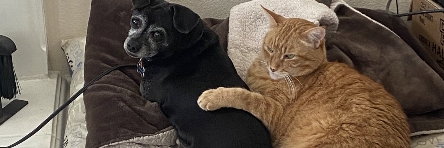 Miss kitty kat banner