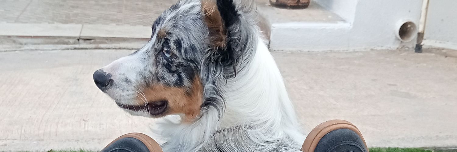 LillyOliveros's profile banner image