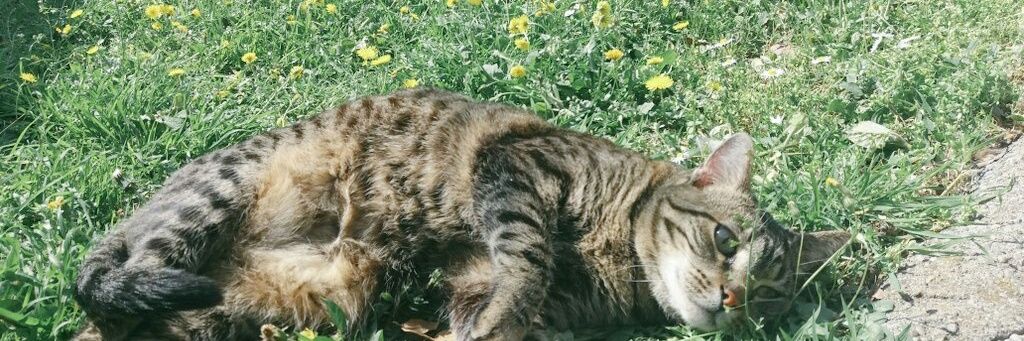 Darth_Mittens_'s profile banner image