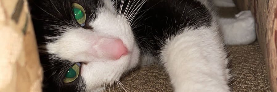 abeerz1alt's profile banner image