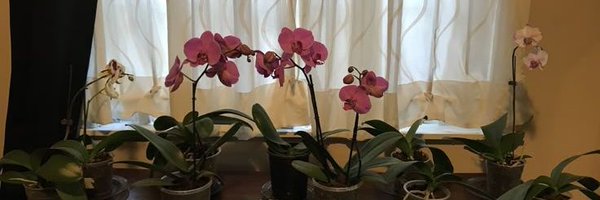 OrchidOfMoss Profile Banner