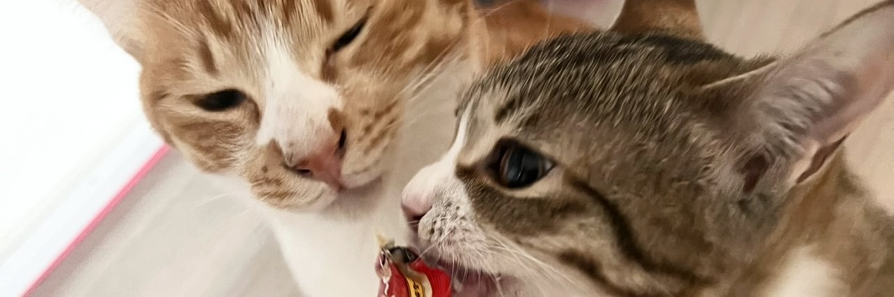 みかみ🐈猫バカすぎるWebライター banner