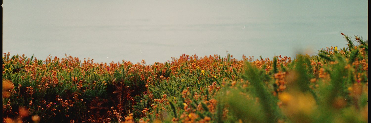 deyboncrow's profile banner image