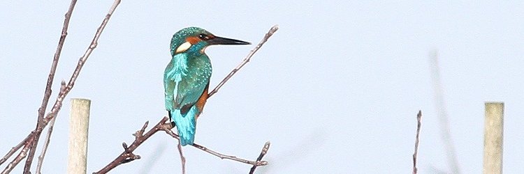 Esther Benschop-Stigter banner