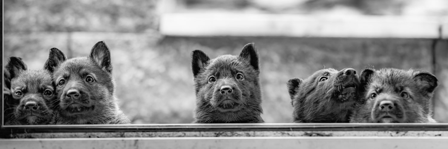 IOM Shepherds banner