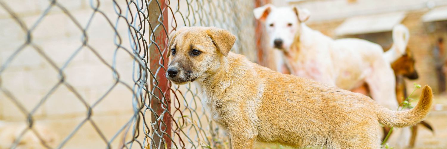 Strays Home - Animal Rescue Foundation®️ banner