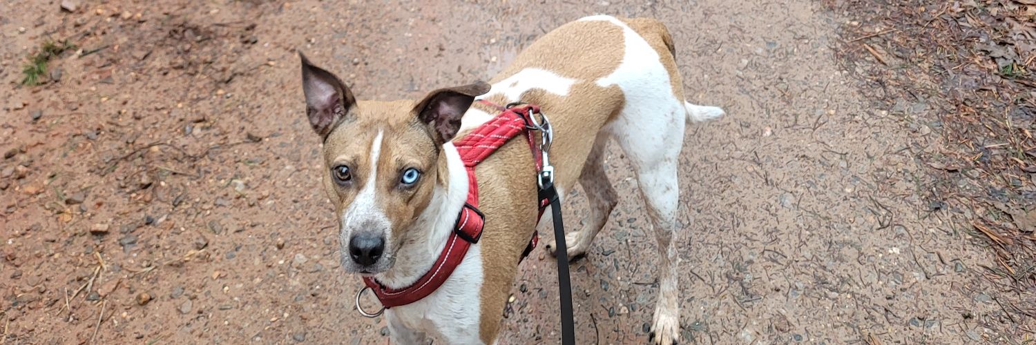 Blood_Red_Summer20 banner