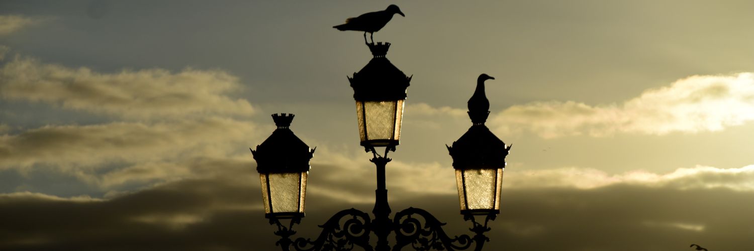 ecuadorguide's profile banner image