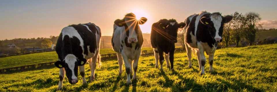 National Cattlemen's Beef Association - project banner