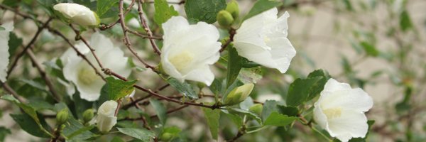 m372111 Profile Banner