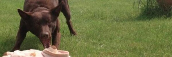 Phenix Profile Banner