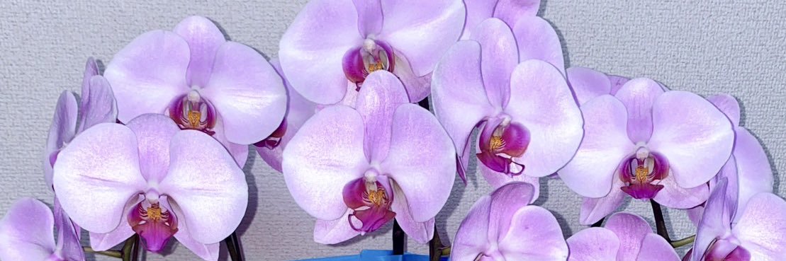 mi_bell_salon's profile banner image