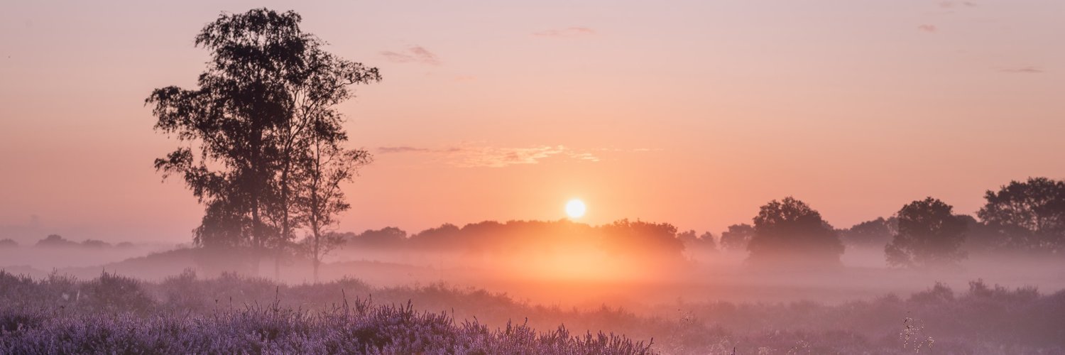 Anri van Toor banner
