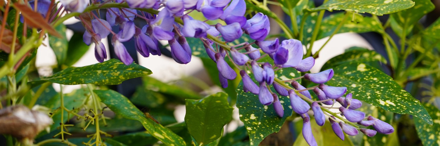 IMP5223 Ingénierie des Matériaux Polymères banner