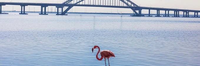 🐑 ℕ△𝔽𝕆 𝕊𝕔𝕙𝕒𝕗 🇺🇦 #WeareN△FO 🇪🇺 banner