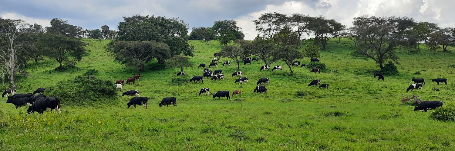 Magondo Dairy Farm banner