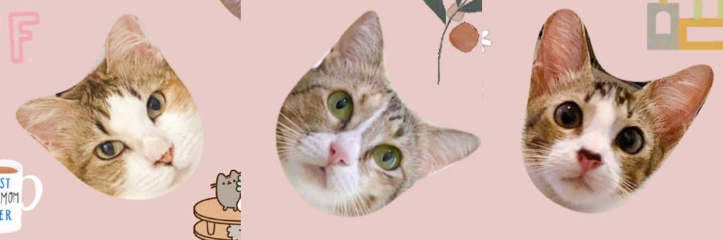 Cali, Rabbit, Hachi😸 banner