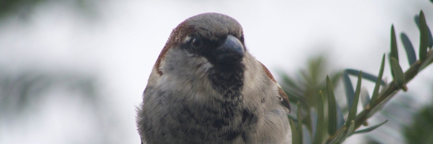 just like pagliacci banner