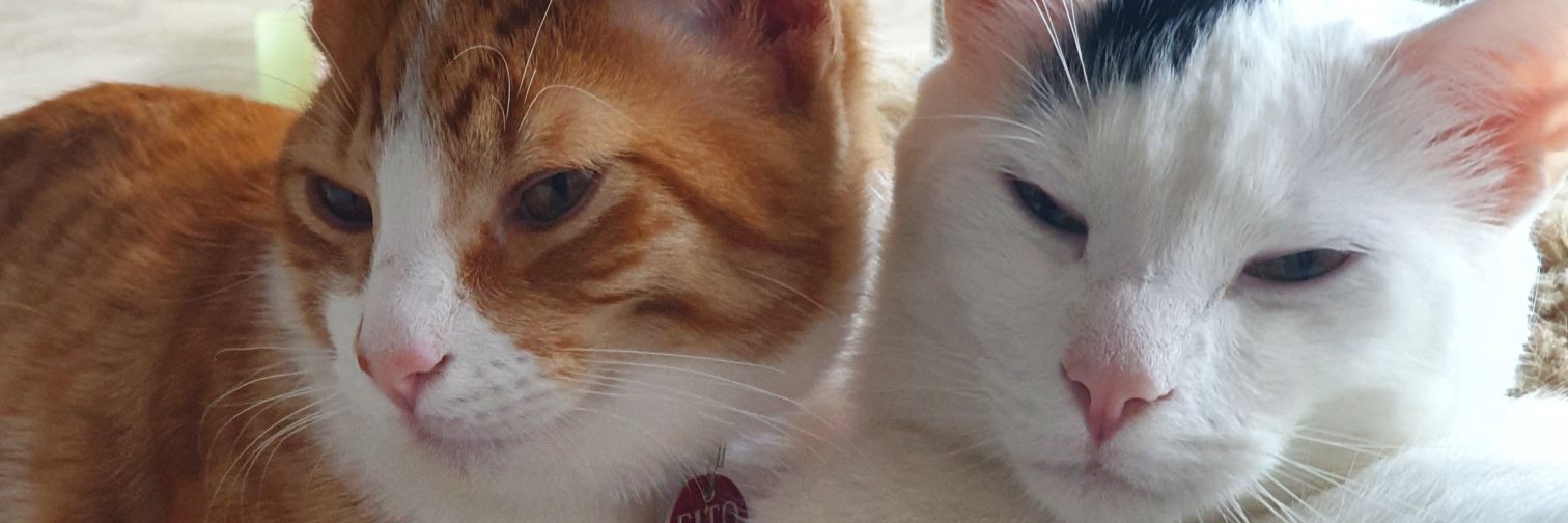 juanitavaco's profile banner image