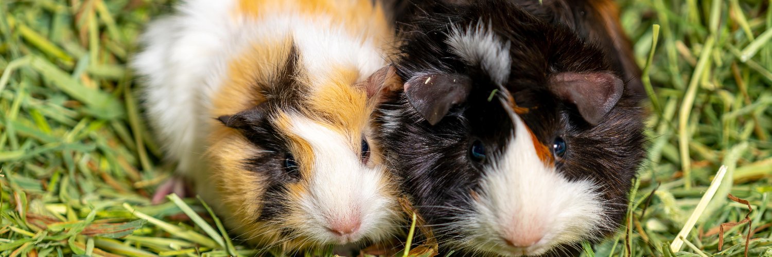 PetsQwest's profile banner image