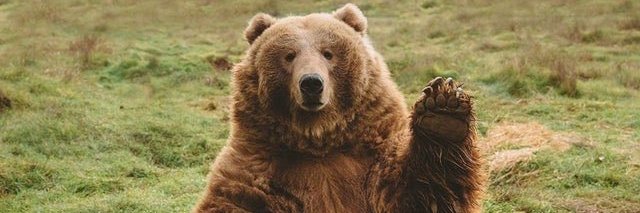 Dom The Rizzly Bear, VTuber banner