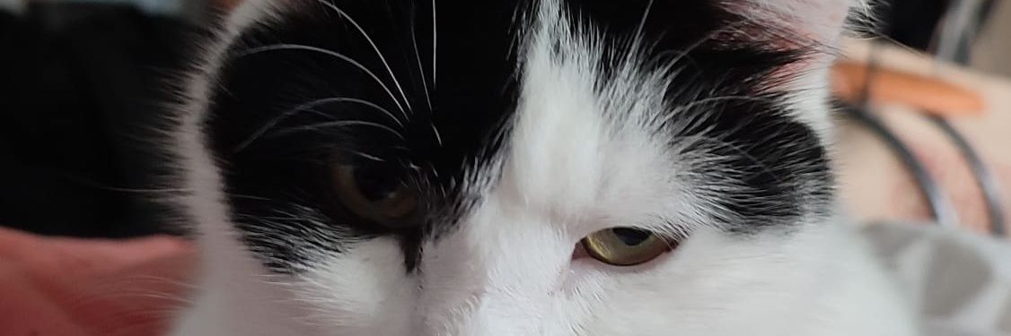 asmodeuum's profile banner image