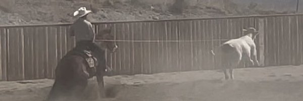 775_Cattle Profile Banner