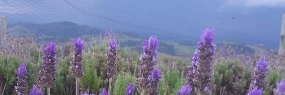 ba_roberta's profile banner image
