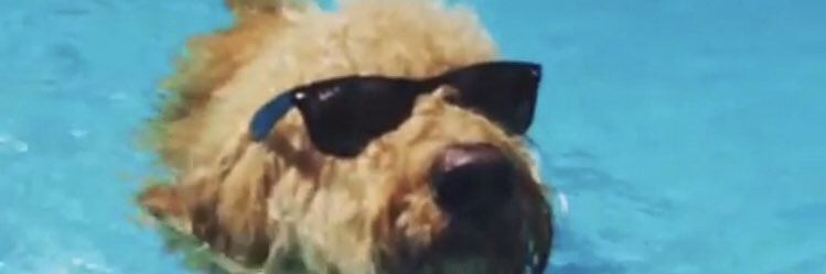 sscherminator's profile banner image