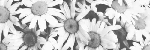 Nikitha banner