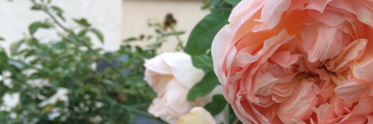 housemouse46's profile banner image