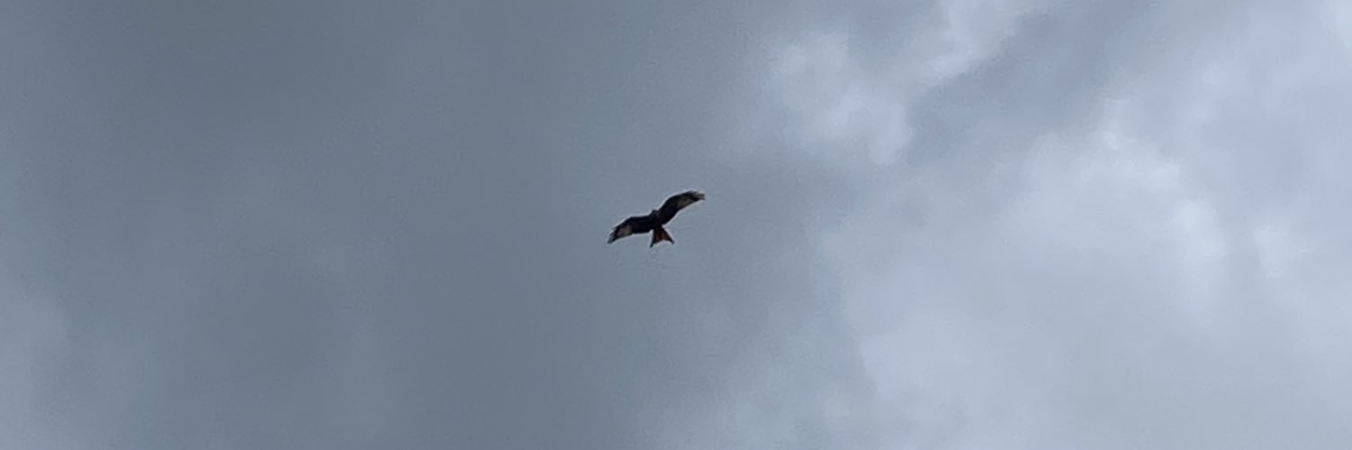 RoseAdlerstern's profile banner image