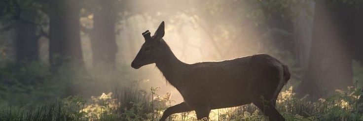 петра.кор banner