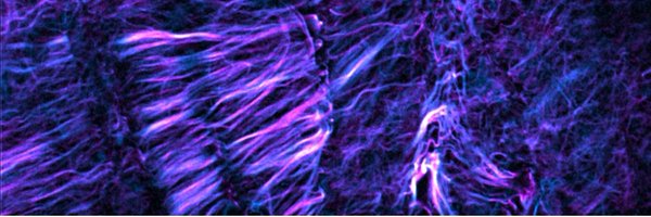 MCaporizzo Profile Banner