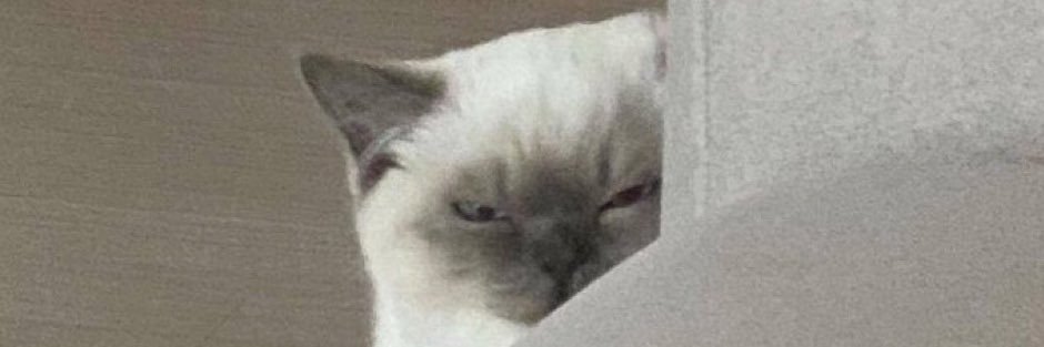 ✨where everybody knows your name✨ 🍉 banner