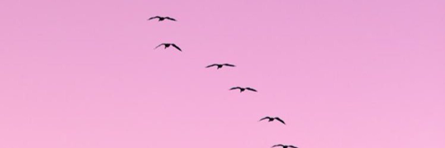 rojdaplt21's profile banner image