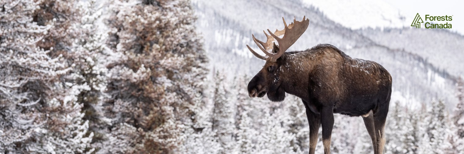 Forests Canada banner