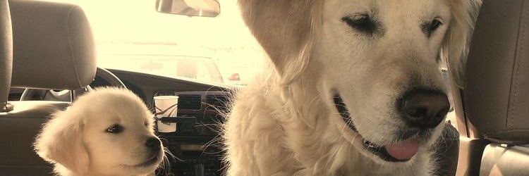 hayvanseverRtle's profile banner image