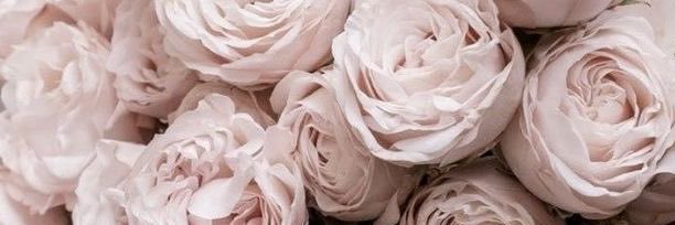 angie banner