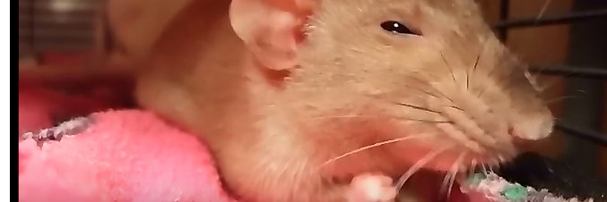 rat clenches fist of rage banner