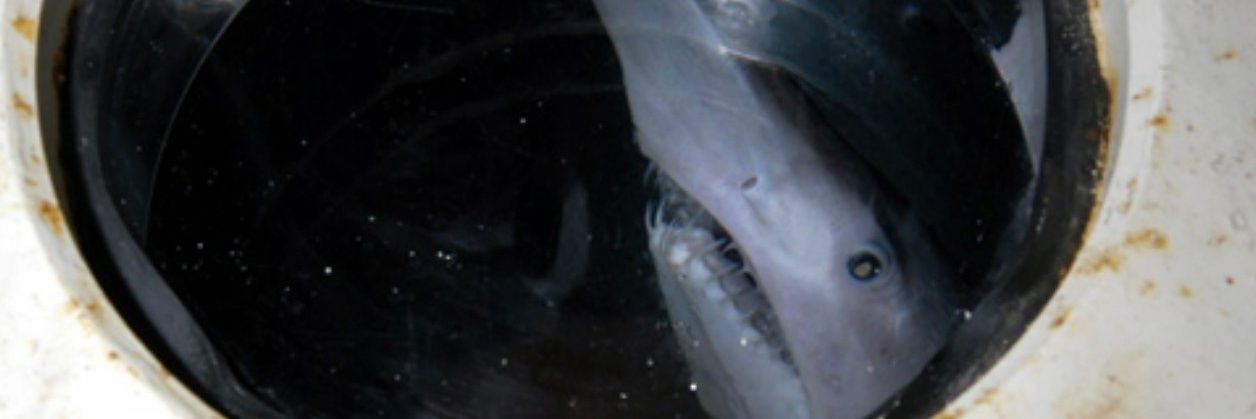 frogfishdyke's profile banner image