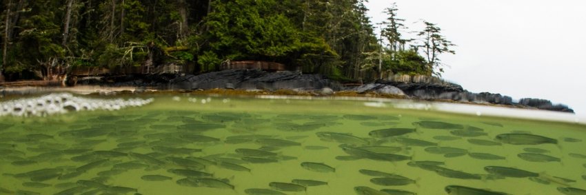 Cory Matheson banner