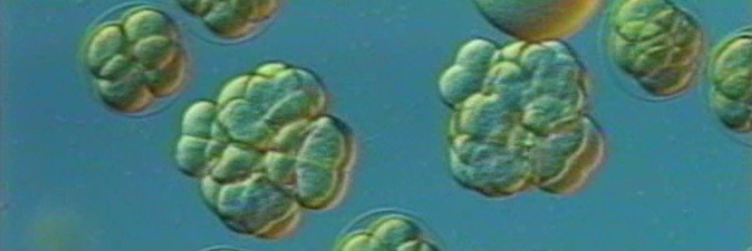 AscidianBioCell banner