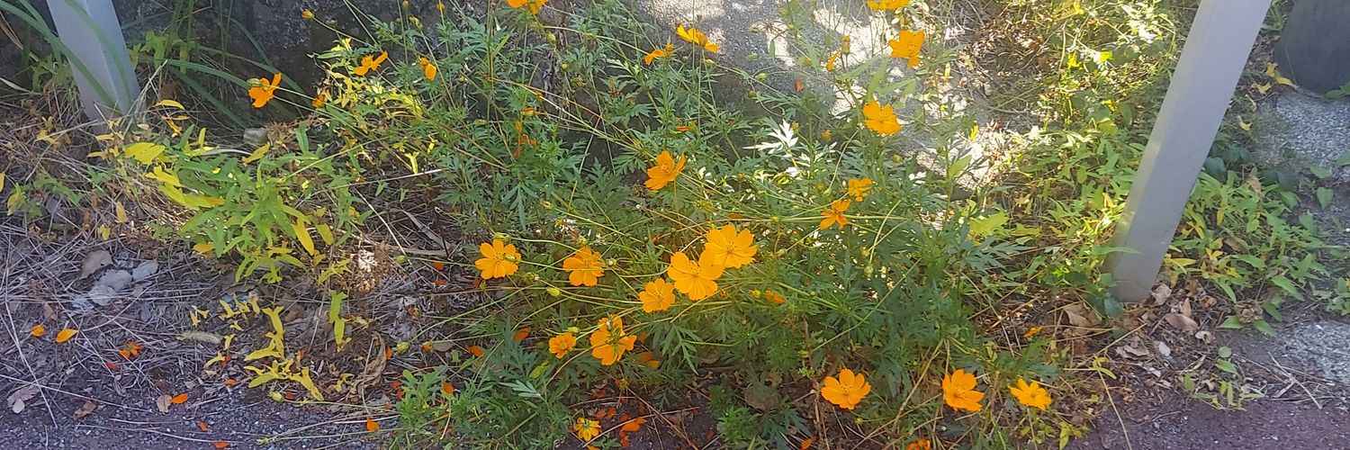 ポール・ムーン banner