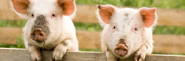 PIGWEB_H2020 Profile Banner